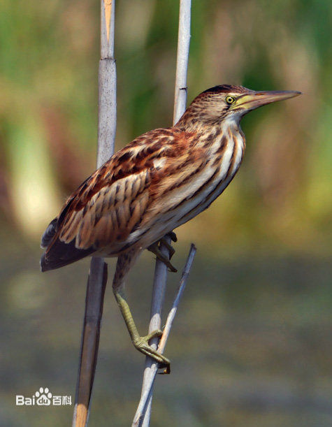 ���Ҷ�����������Сέ�Z